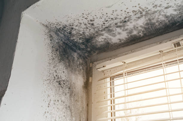 Affordable Basement Mold Removal solutions in Lumberville, PA